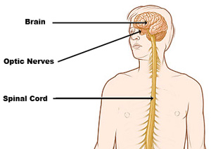 central nervous system